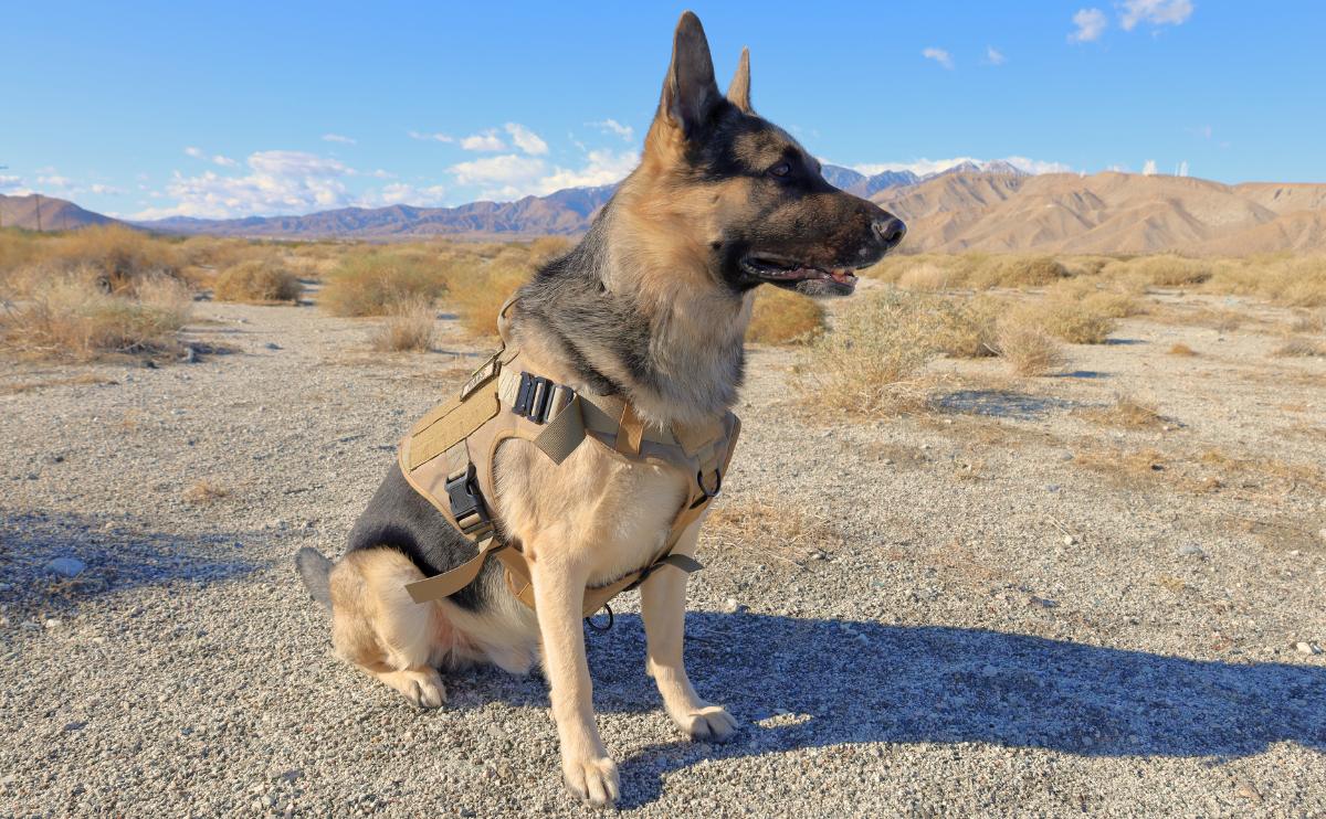 German Shepherd dog sitting in the desert outside Palm Springs wearing a K9 tactical dog vest