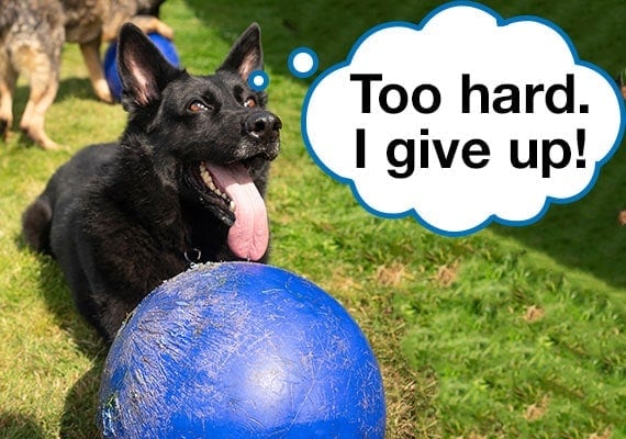 German Shepherd giving up after trying to destroy hard plastic ball.