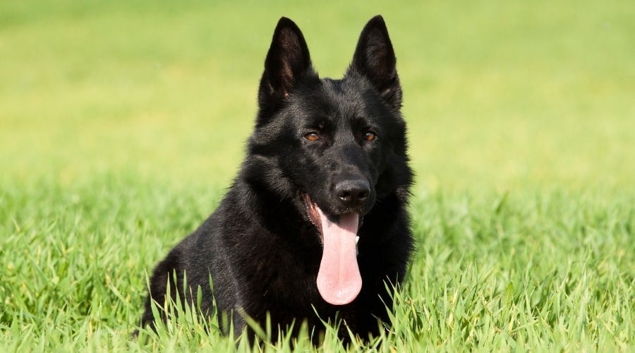 German Shepherd in Field