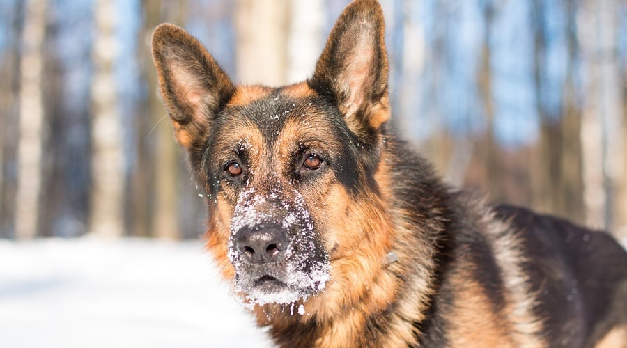 German Shepherd in Snow