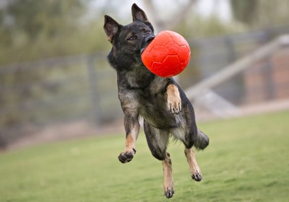 German Shepherd leaping and catching Jolly Pet Soccer Ball in mid-air