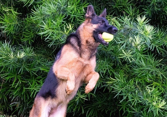 German Shepherd leaping and catching West Paw Jive Indestructible dog ball toy