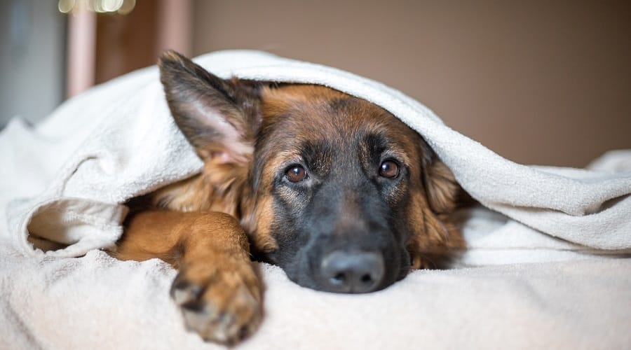 German Shepherd on bed