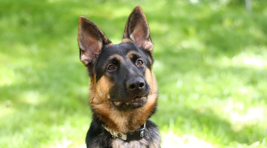 German Shepherd outside in Grass