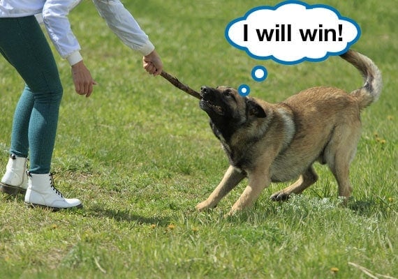 German Shepherd playing tug-of-war with stick in park