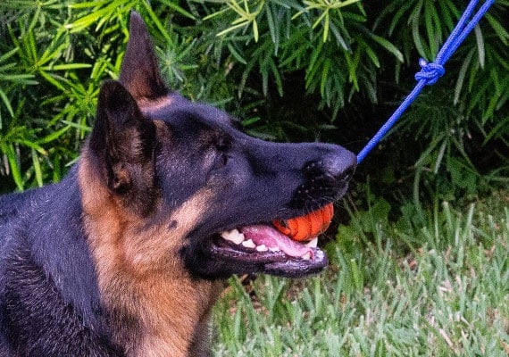 German Shepherd tugging on nero ultra ball reward toy.