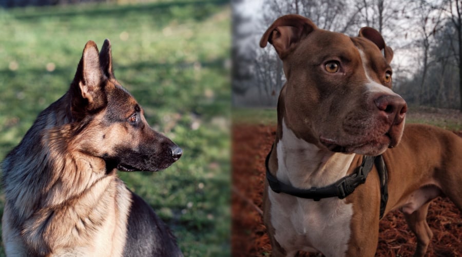 German Shepherd vs Pitbull Appearance
