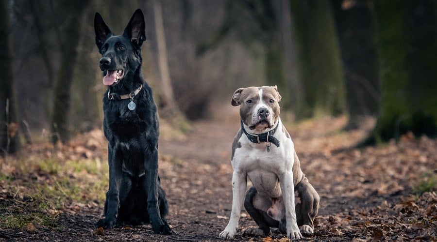 German Shepherd Compared To Pitbull Temperament