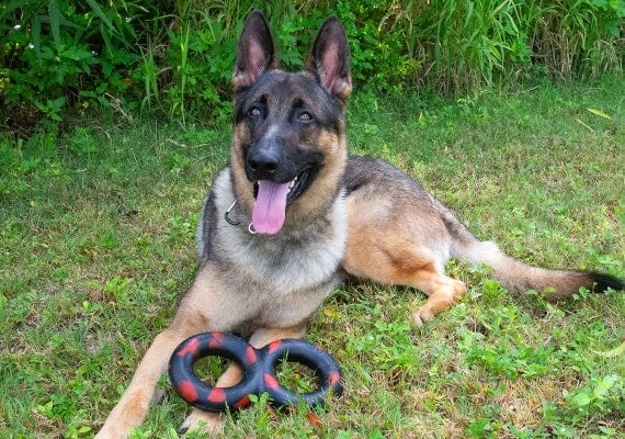 German Shepherd with Goughnuts Tug Maxx Indestructible toy.