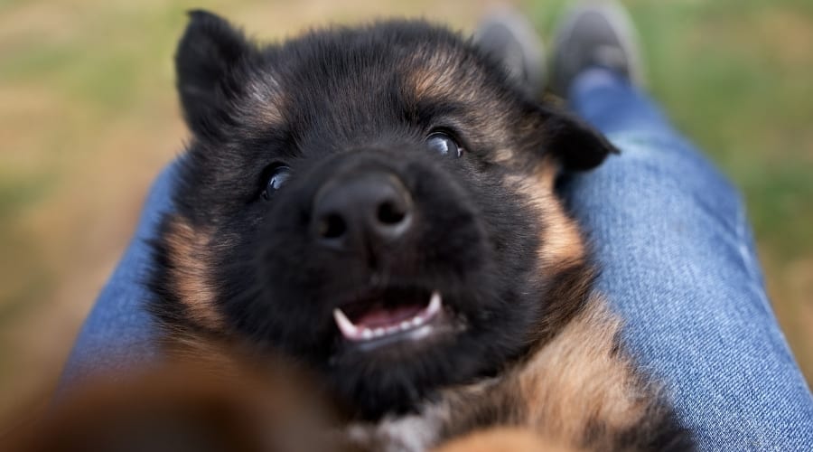German Shepherd with Owner