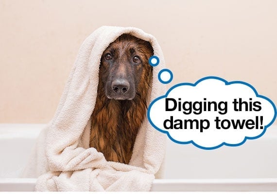 German Shepherd wrapped in cool damp towel to lower body temperature