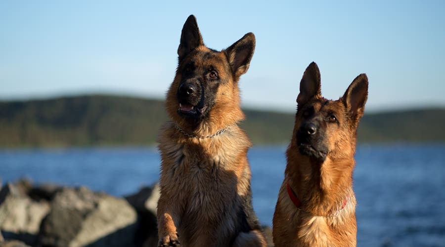 German Shepherds at the Lake