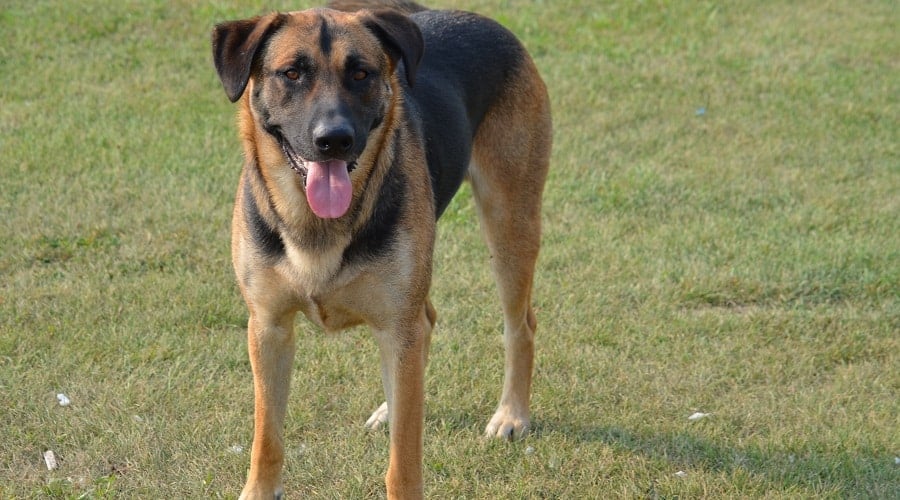 German Sheprador