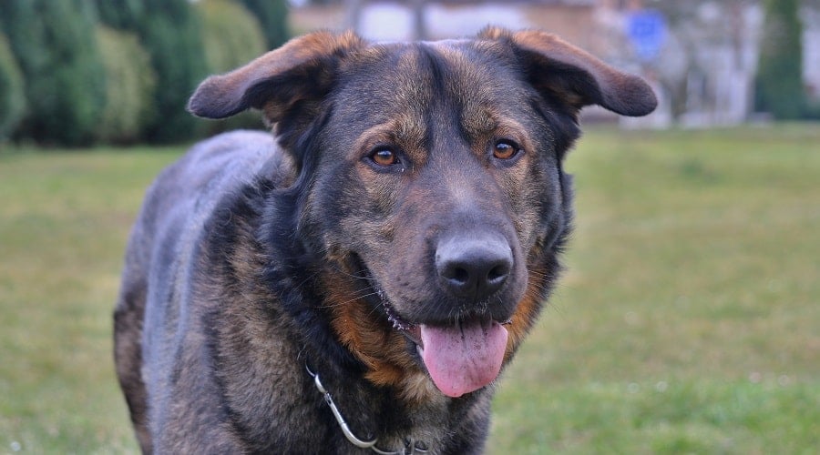 German Sheprador