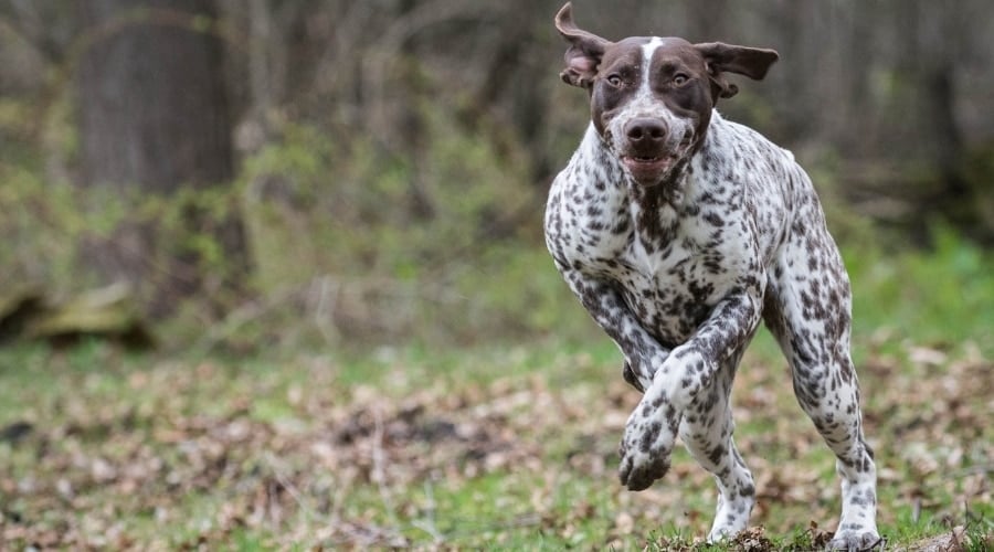 Pointer Dog Running Around Outside