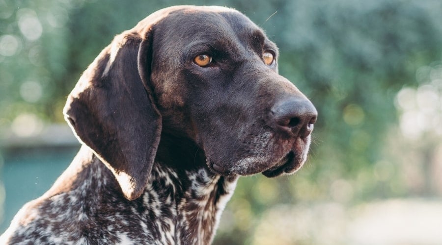 German Shorthaired Pointer Running Around