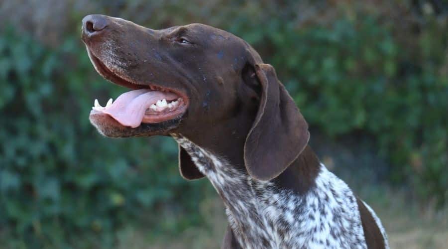 German Shorthaired Pointer adult