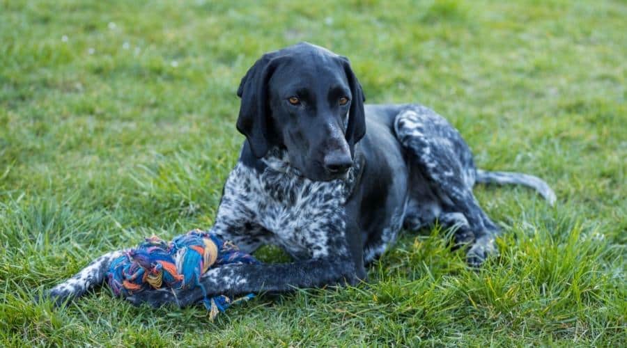 German Shorthaired Pointer guarding his toy in the garden ready to play