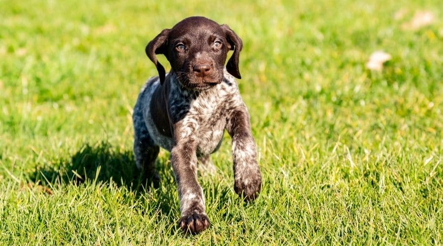 German Shorthaired Pointer puppy