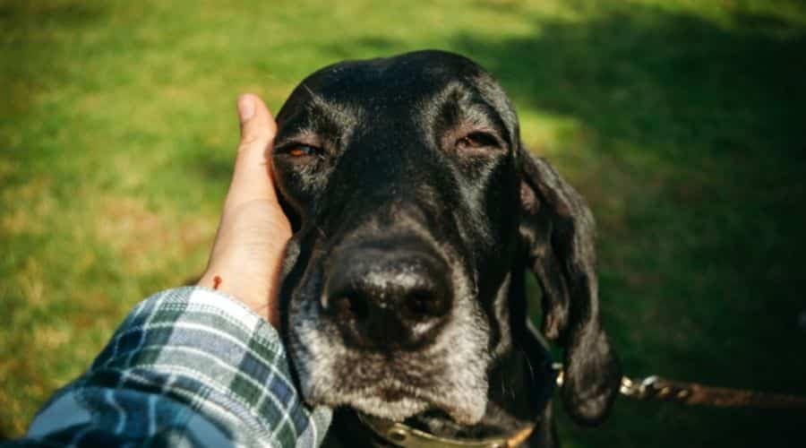 German Shorthaired Pointer senior