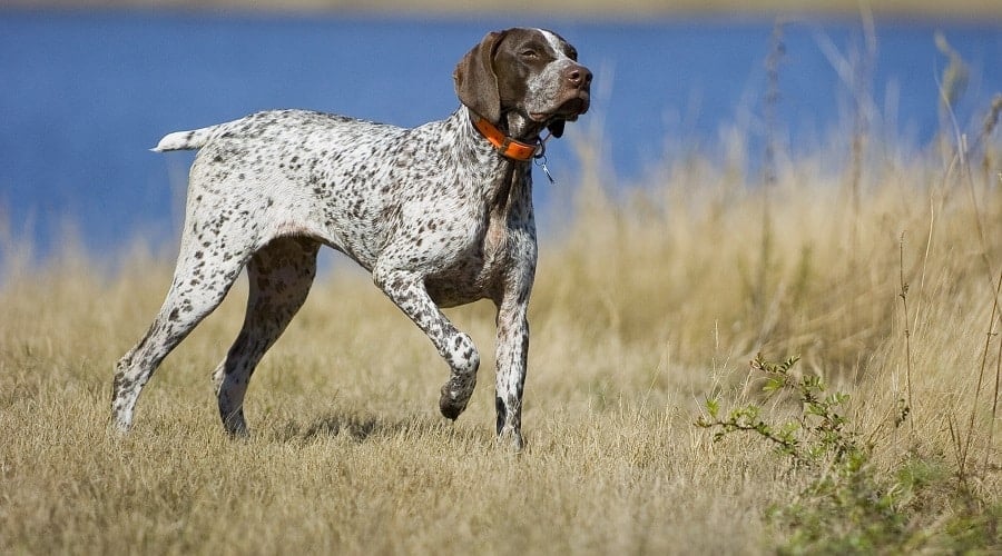 German Shorthaired Pointer