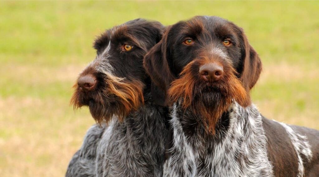 German Wirehaired Pointers standing in grass faces up close