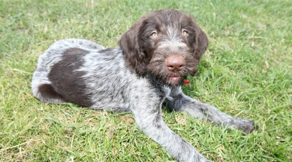 German Wirehaired Pointer puppy sitting in the grass