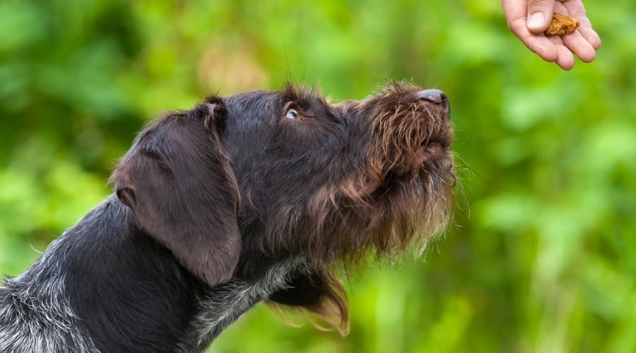 German Wirehaired Pointer Eating From Owner