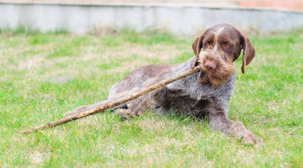 German Wirehaired Pointer laying in the grass with a big stick in mouth