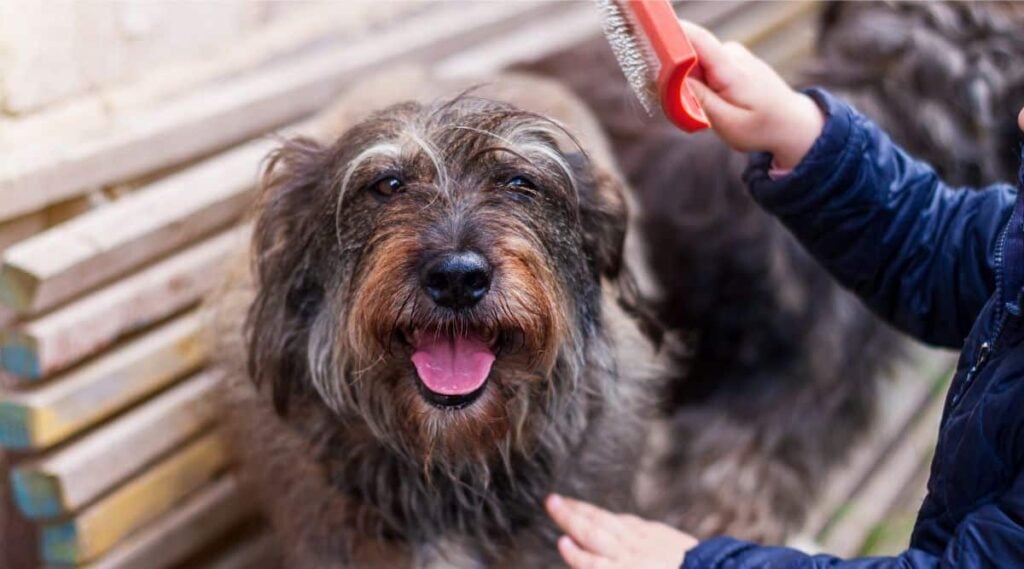 German Wirehaired Pointer being brushed on a bench