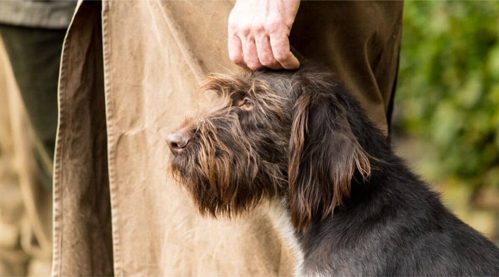 German Wirehaired Pointer outside