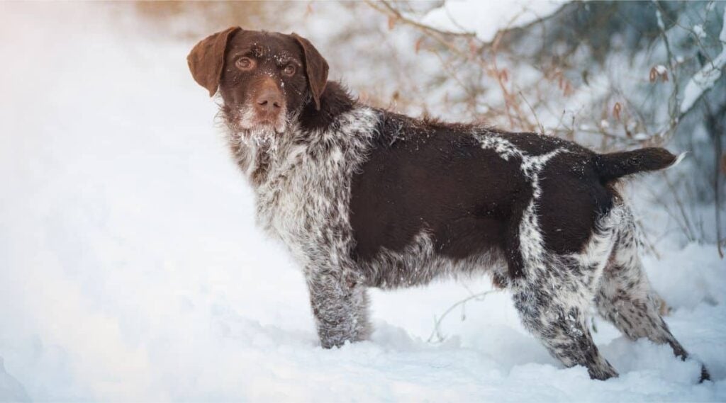 German Wirehaired Pointer standing in snow looking back.