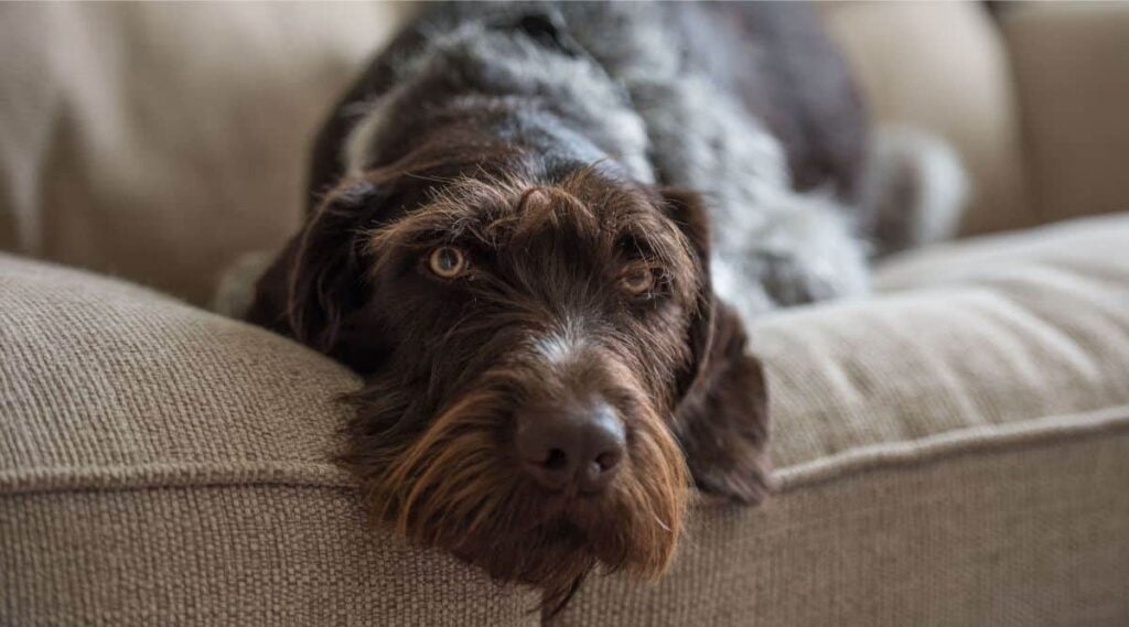 German Wirehaired Pointer laying on a sofa close up of face