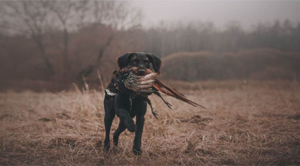 German Wirehaired Pointer hunting with bird in his mouth