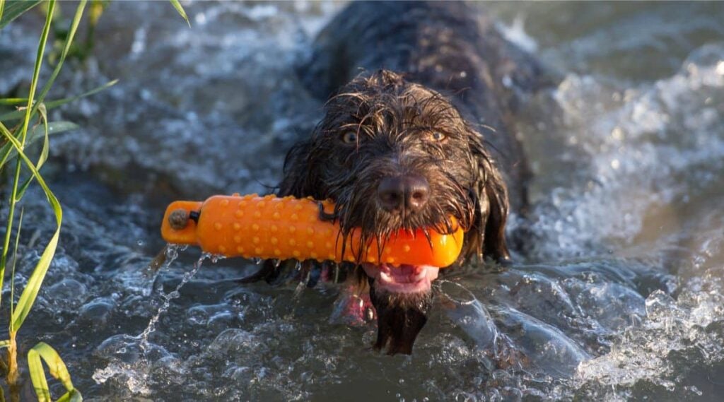 German Wirehaired Pointer swimming in the water with a big orange toy in mouth