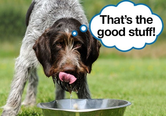 German Wirehaired Pointer drinking cold water from stainless steel dog bowl to cool down