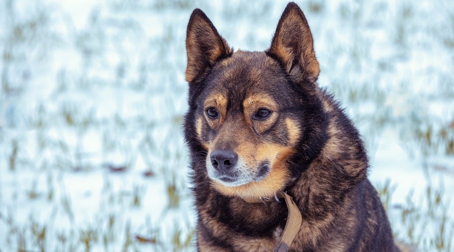 German Wolf