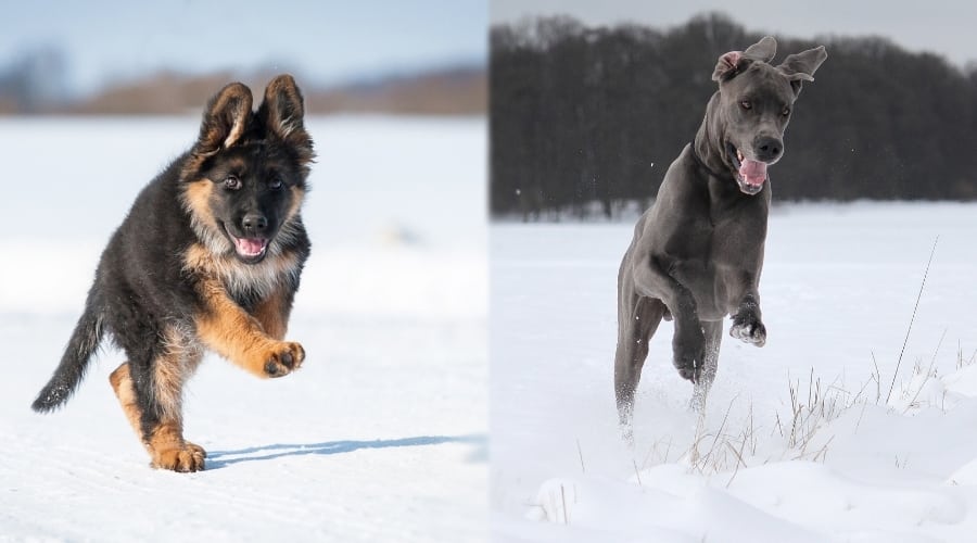 German dogs Running Through Snow