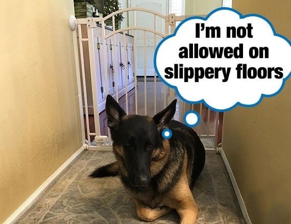 German shepherd blocked from reaching slippery wood floor in kitchen by a pet gate