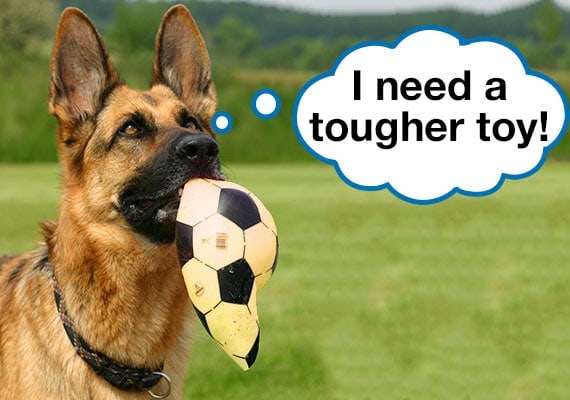 German Shepherd carrying popped soccer ball in mouth asking for tougher dog toy.