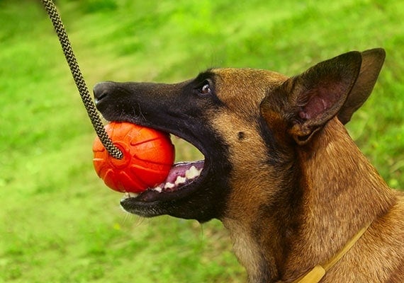 German Shepherd holding dog rope and ball in mouth