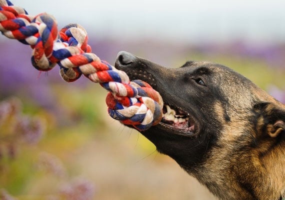 German Shepherd pulling on rope tug toy