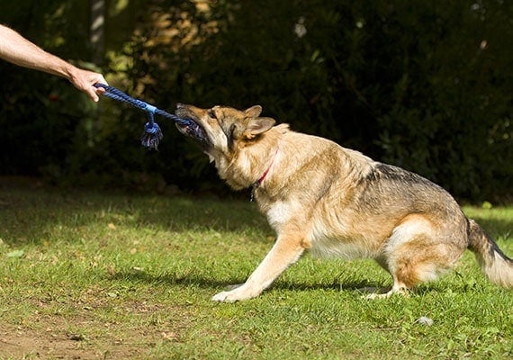 German Shepherd pulling on tug-of-war toy with owner