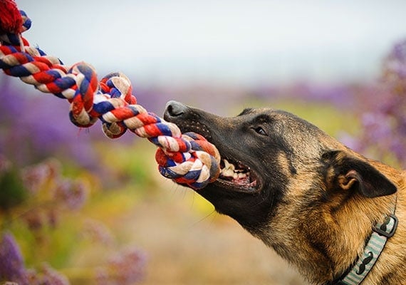 German Shepherd tugging on thick rope dog toy playing tug-of-war