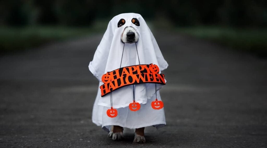 Doggy in DIY ghost sheet costume holding Happy Halloween sign in its mouth