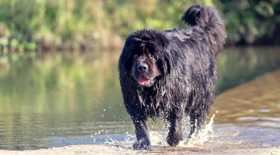 Giant Black Coated Newfoundland Dog