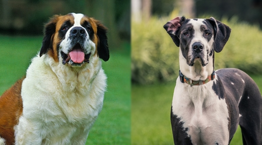 Giant Breed Dogs Outdoors Different Areas