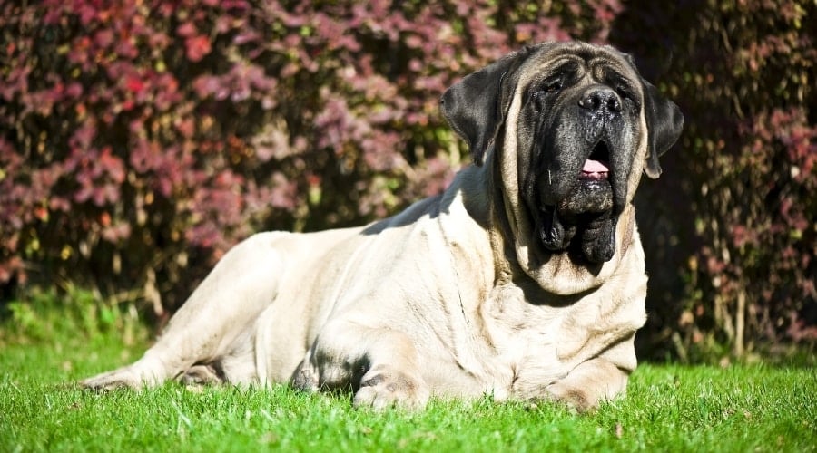 Giant Breed Fawn Dog in Grass