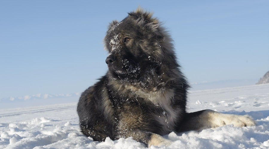 Giant Breed Puppy in Snow