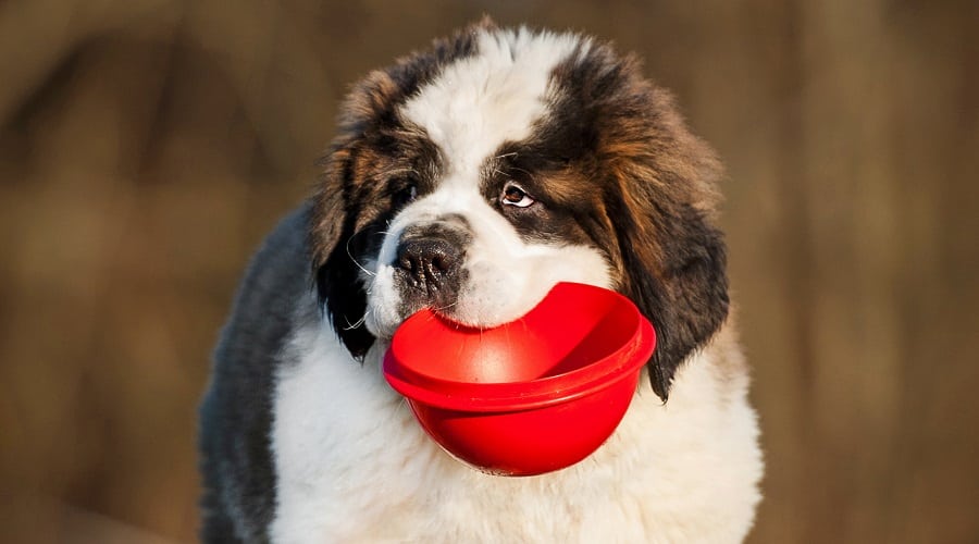 Giant Breed Puppy with Bowl of Food